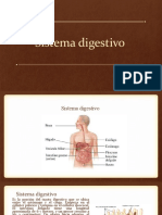 Presentacion Sistema Digestivo