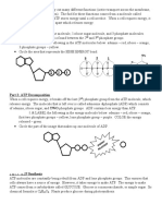 ATP and ADP Cycle TASK