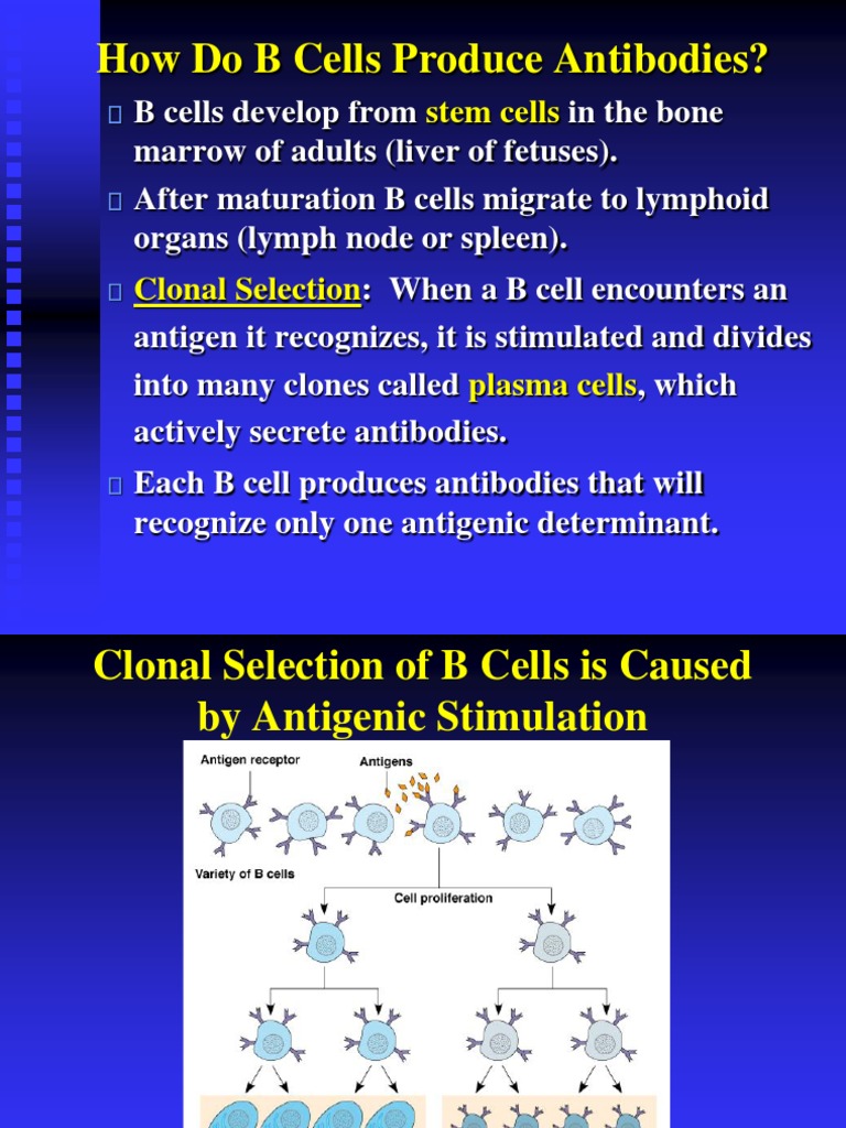 How Do B Cells Produce Antibodies? PDF Antibody Immune System