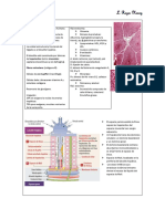 RESUMEN - Higado, Vesicula y Pancreas