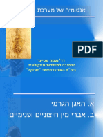 אנטומיה של קרקעית האגן