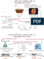 Reacción en Cadena de La Polimerasa (PCR) NSMA