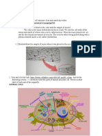 Animal and Plant Cell Drawing