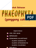 Mg 5. Phaeophyta