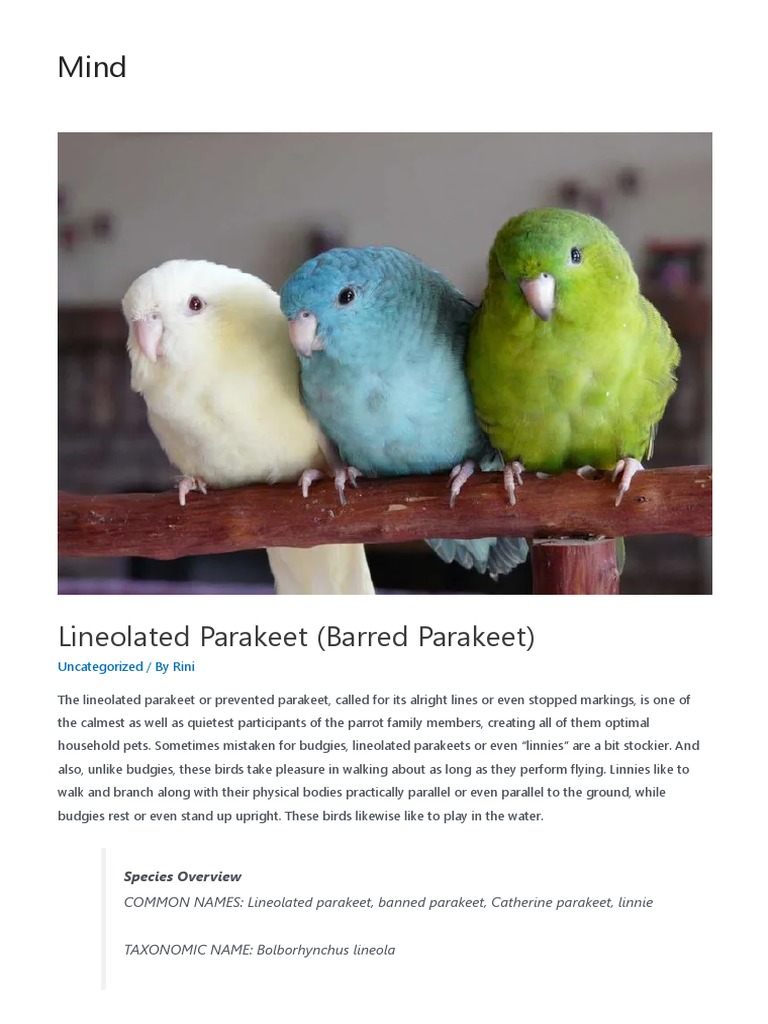 Lineolated Parakeet (Barred Parakeet) - XXXX 1 | PDF | Parrot | Birds
