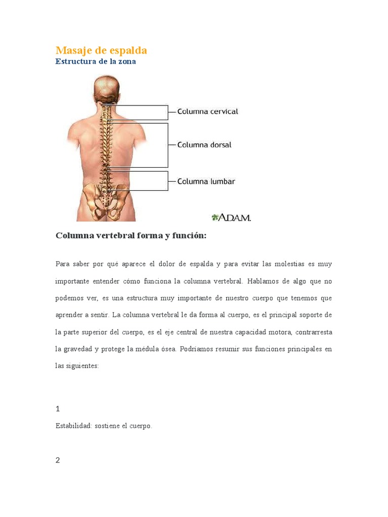 Masaje de Espalda | PDF | La columna vertebral | Vértebra