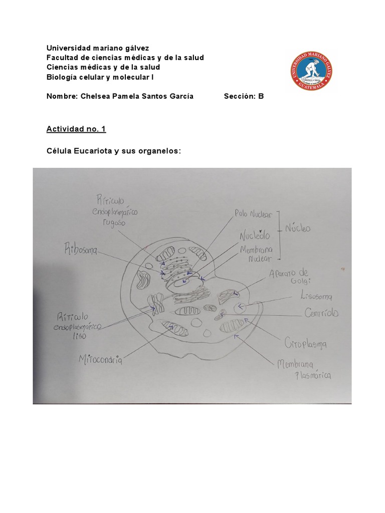 Estructura y funciones de células eucariotas y procariotas | PDF ...