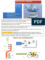 SEÑALIZACION Autocrina