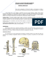 Sistema Articular