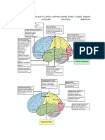 Lóbulos cerebrales, sistema límbico y desarrollo cerebral