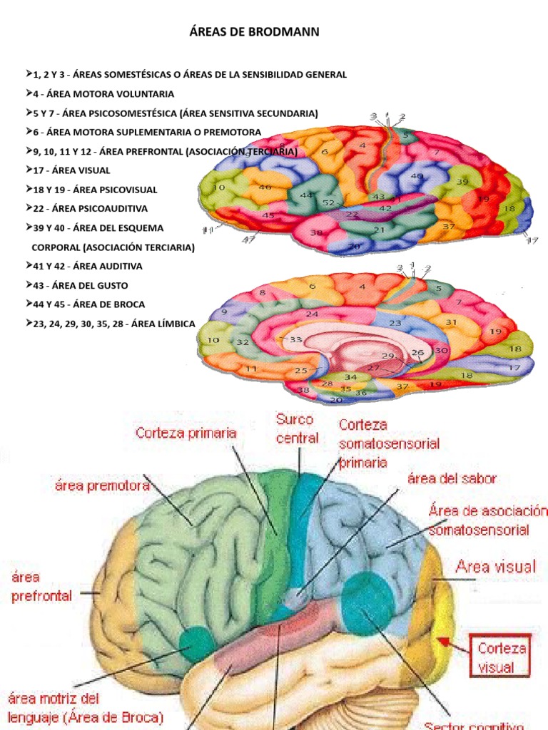 Areas de Brodman