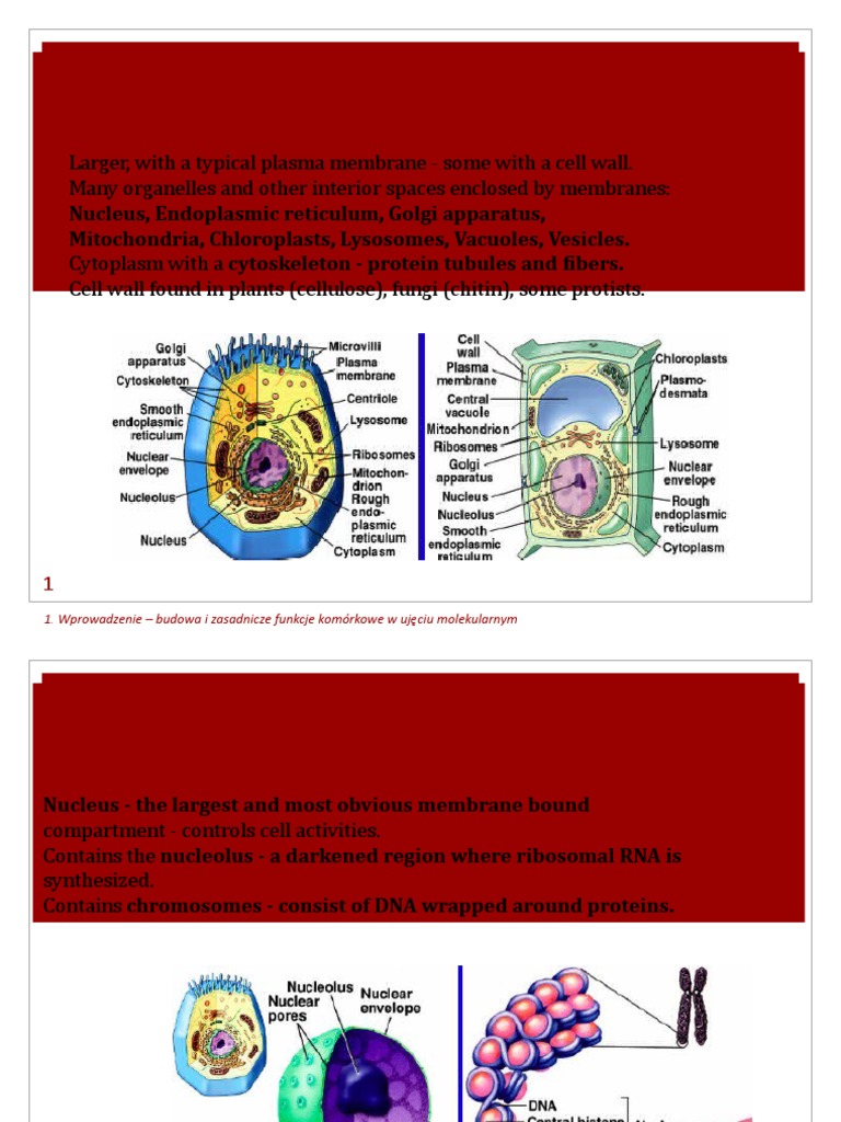 Eukaryotic Cell Structure Overview | PDF | Cell (Biology) | Endoplasmic ...