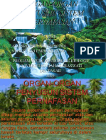 Organ-Organ Penyusun Sistem Pernafasan