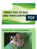 Insect Pest of Rice