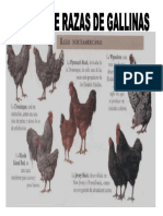 5 TIPOS DE RAZAS DE GALLINAS