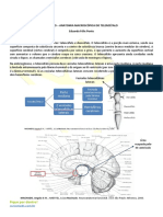 Anatomia Macroscópica Do Telencefalo - Resumo