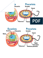 Cdelula Eucariota y Procariota