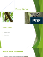 Forest Owlet: (An Extinct Creature)