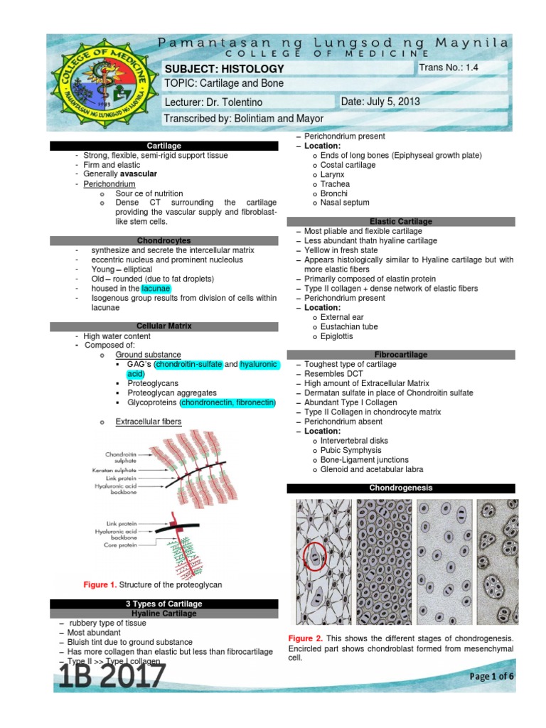 Types and Functions of Cartilage and Bone | PDF | Bone | Osteoblast