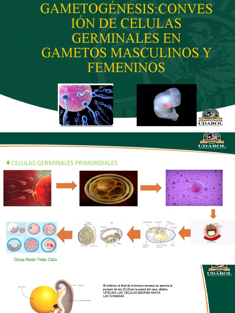 Gametogenesis Plantilla - Power - Point - UDABOL-1 (1) (Autoguardado) | PDF