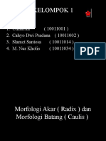 Morfologi Akar (Radix) Dan Morfologi Batang (Caulis)