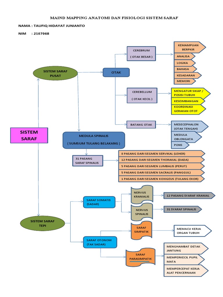 Maind Mapping Anatomi Dan Fisiologi Sistem Saraf | PDF