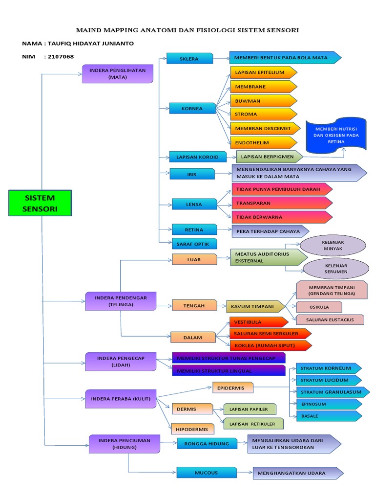 Anatomii dan Fisiologi Sistem Sensorik | PDF