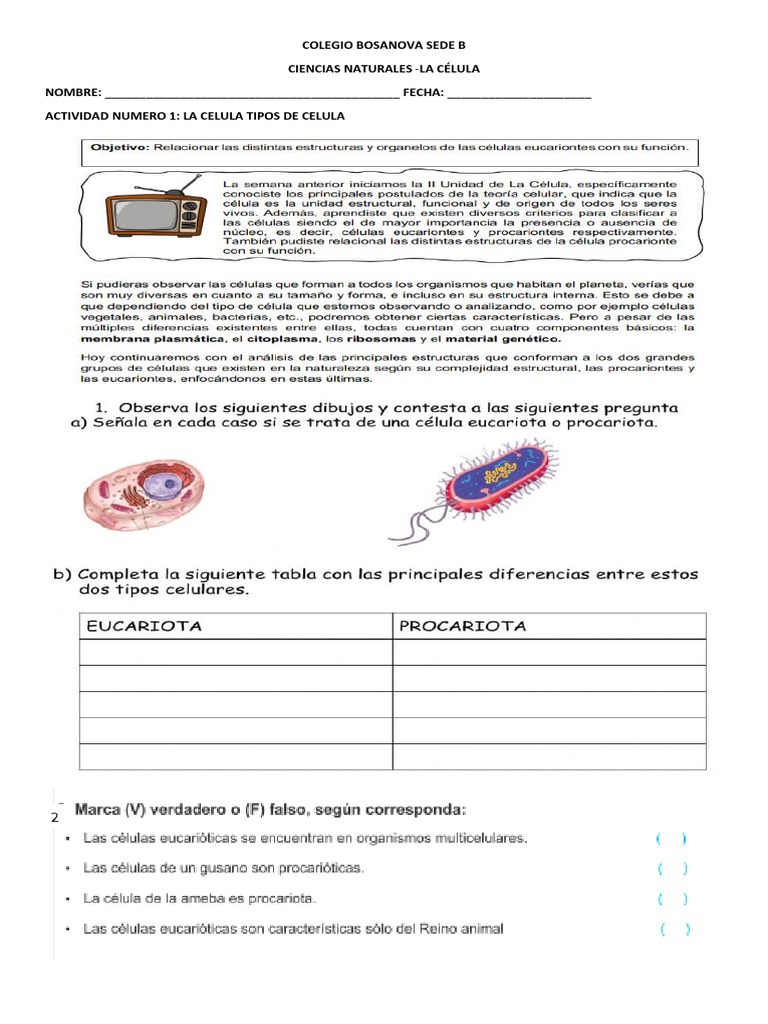 Taller de la Célula para Cuarto Grado | PDF