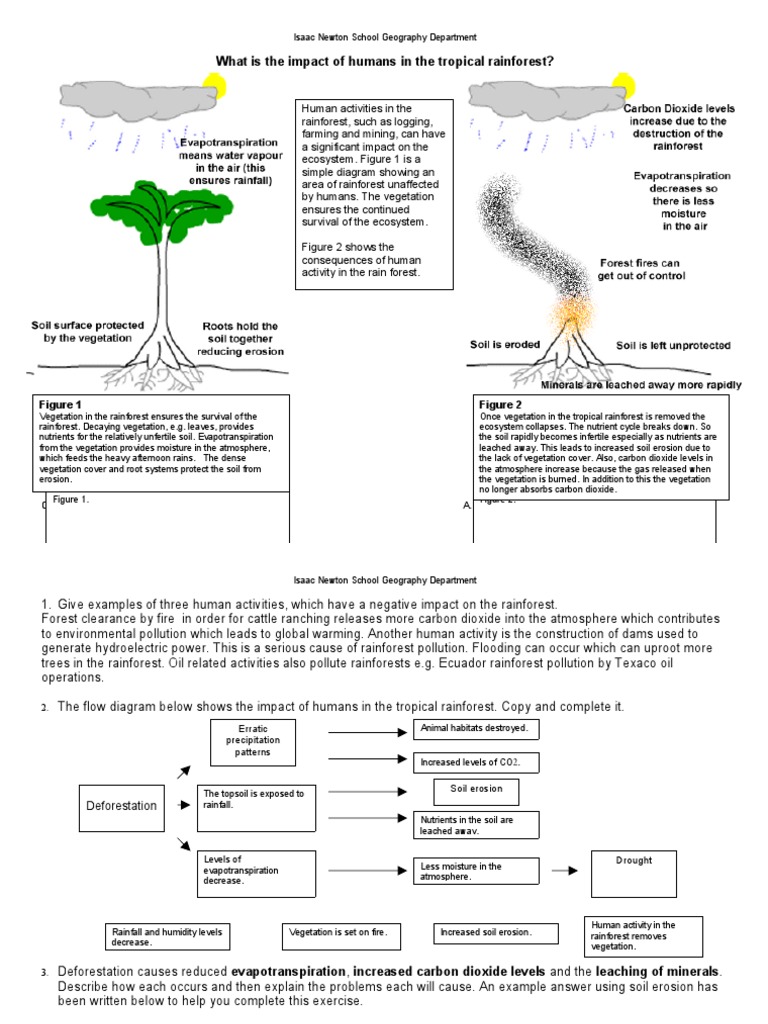 Tropical rainforest case study image