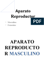Sistema Reproductor - copia