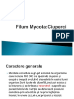 Filum Mycota