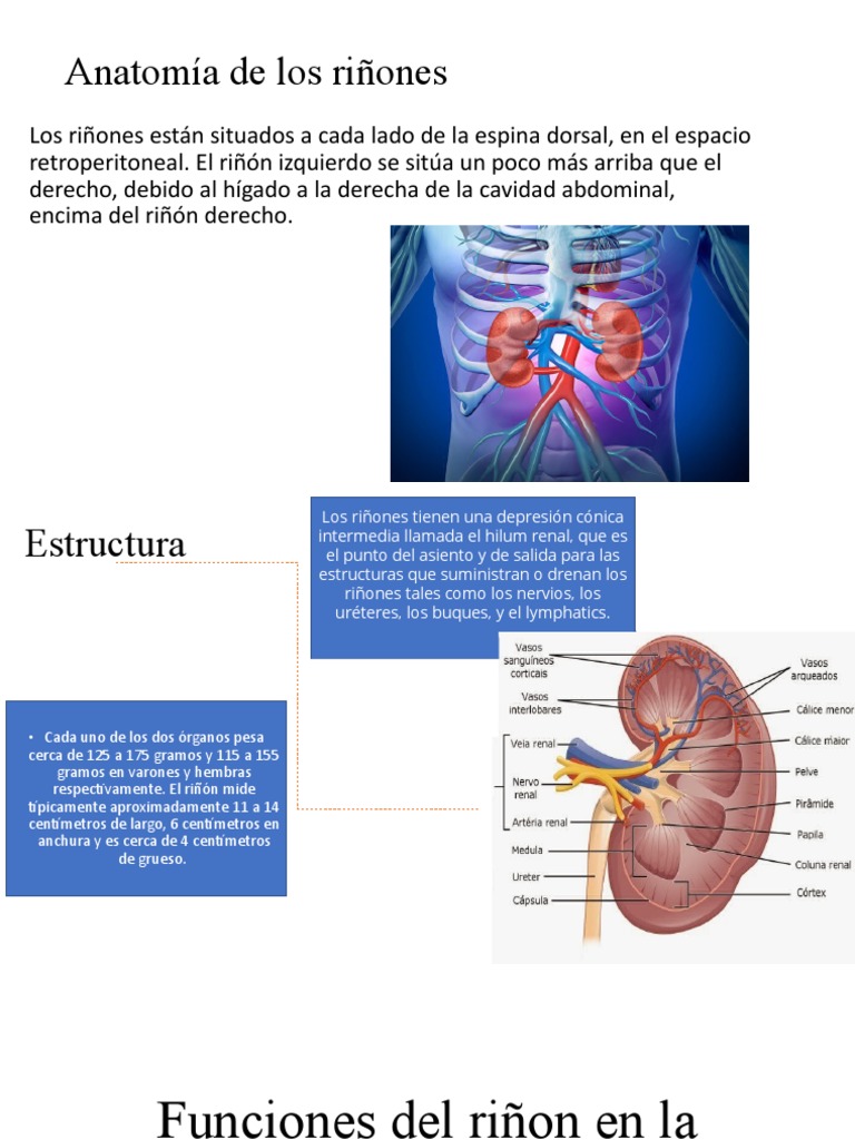 Anatomía de Los Riñones | PDF | Riñón | Micción