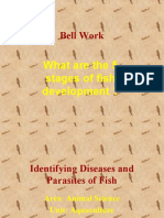 4 Disease in Fish