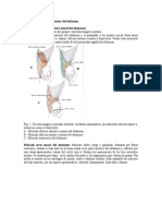 Anatomia de Pared Anterior Del Abdomen