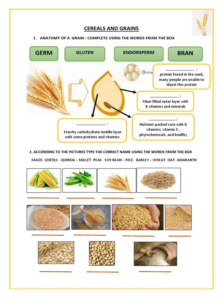 Germ Bran Cereals and Grains PDF Cereals Grain