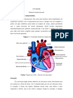 Sistema cardiovascular: funções, componentes e circulação