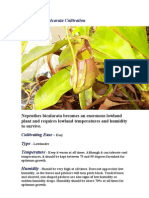 Nepenthes A Cultivation