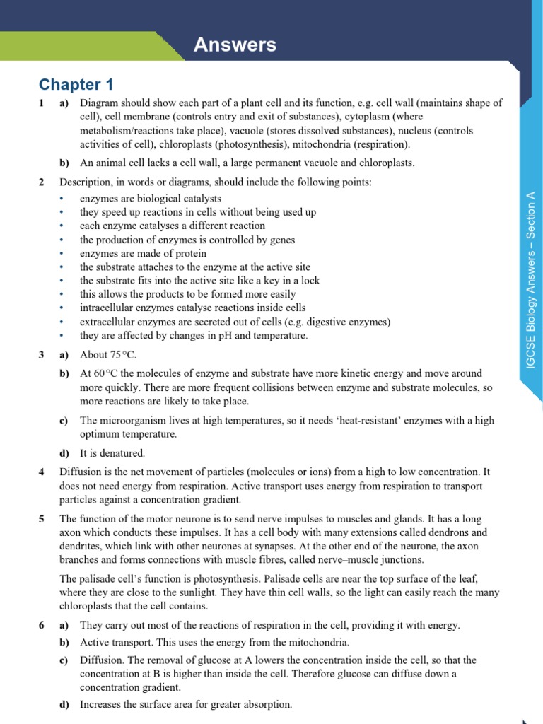 Edexcel Igcse Biology Answers Pdf Digestion Lung