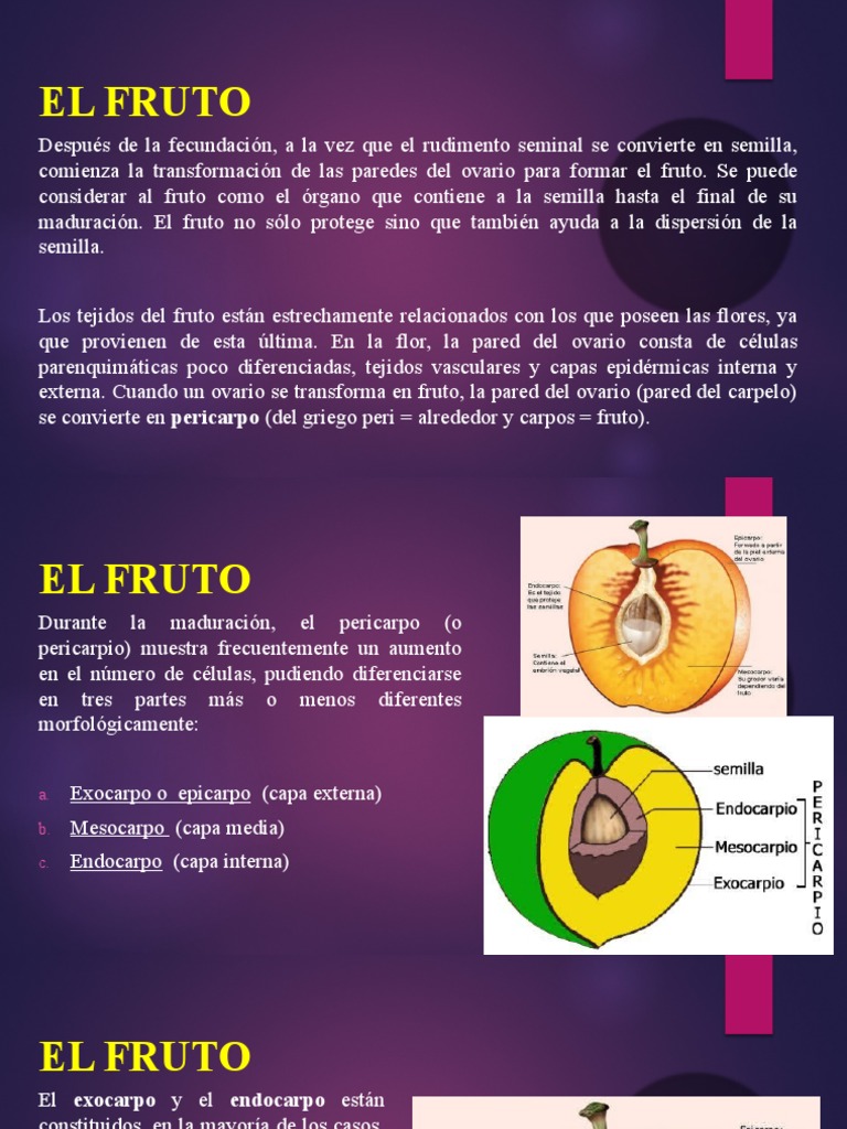 Unidad El Fruto | PDF | Fruta | Ramas de la botánica