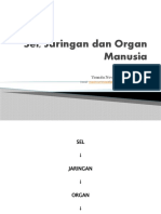 Organ Sel Manusia