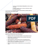 Grano de maíz: Características y variedades