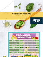 3.budidaya Alpukat