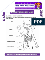 Sistema-Digestivo-para-Niños-para-niños-de-5-años