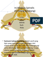 Anatomi Medula Spinalis