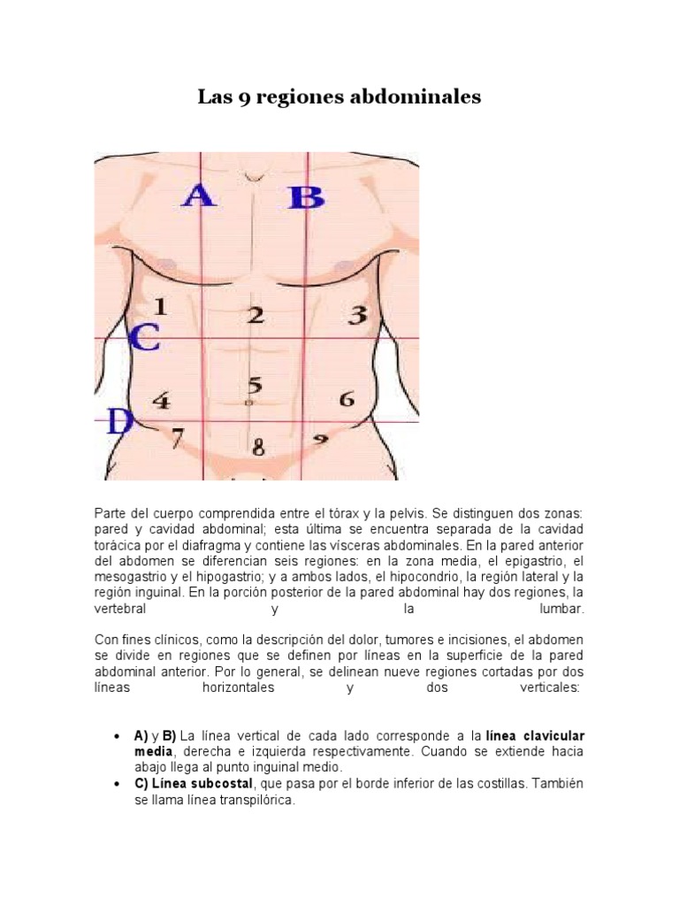 Las 9 regiones abdominales