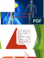 Estructura y Función Del Sistema Nervioso 7MO