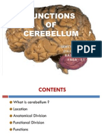 Cerebellum