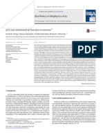 P 53 y Mitocondria y Apoptosis