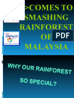 Interesting Rain Forest