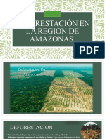 Deforestacion en Amzonas - Bio-1